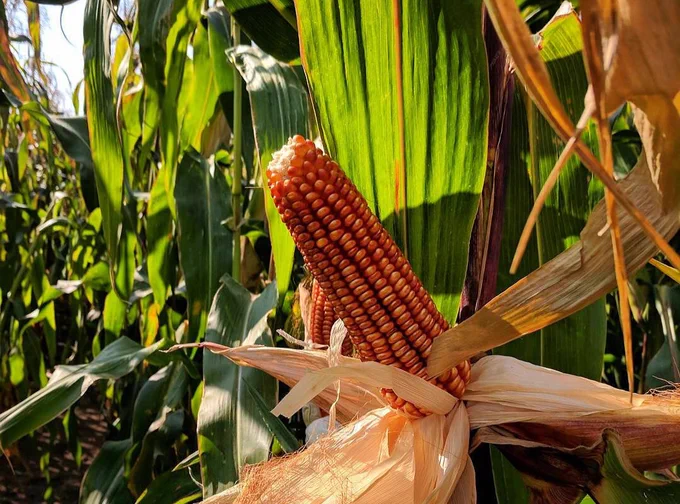 A rusty red corn grows in the sun.
