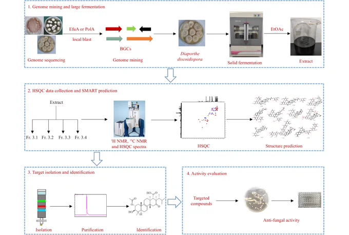 Strategy for the discovery of fernane-type compounds by genome mining and SMART prediction.
