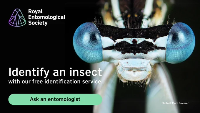 Advert for the RES Free Insect Identification Service featuring a close up of damselfly eyes in Genemuiden, Netherlands - image (c) Marc Brouwer 2014