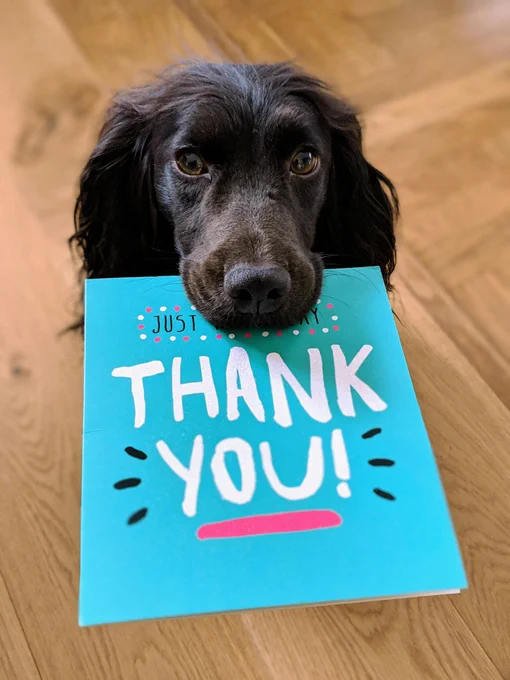 Foto von <a href="https://unsplash.com/de/@howier?utm_content=creditCopyText&utm_medium=referral&utm_source=unsplash">Howie R</a> auf <a href="https://unsplash.com/de/fotos/hund-beisst-dankeschon-mail-papier-CjI_2QX7hvU?utm_content=creditCopyText&utm_medium=referral&utm_source=unsplash">Unsplash</a>
      