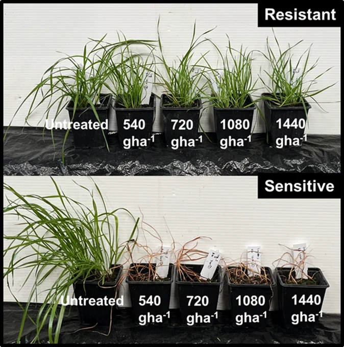 Symptoms of glyphosate-resistant and glyphosate-sensitive populations of Italian ryegrass following application of glyphosate. Both populations were treated with dose rates from 540 g ha-1 to 1440 g ha-1 (maximum rate allowed in any single year).