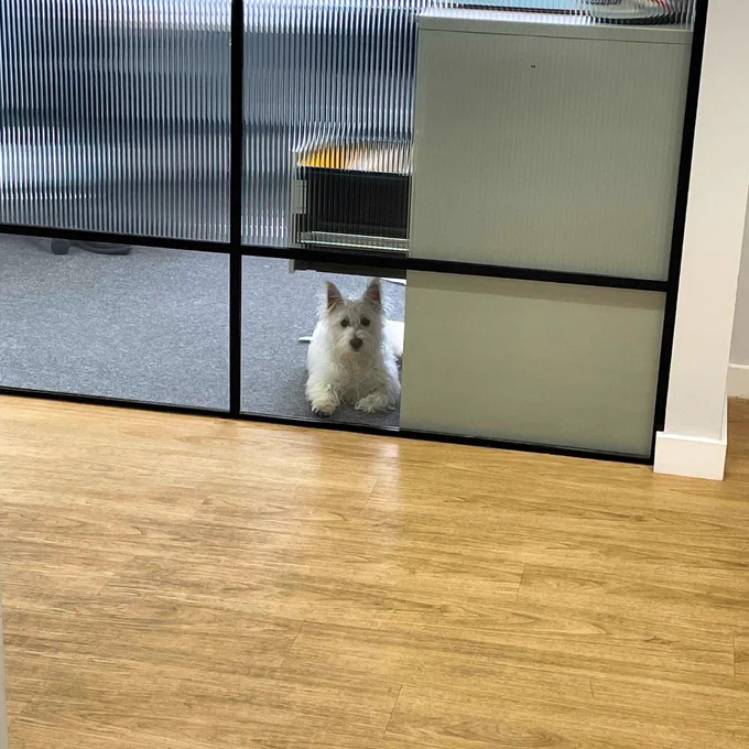 Dog-friednly workspaces, Office Space Bournemouth, Serviced Office Exeter, Meeting Rooms Exeter, Venaspace
