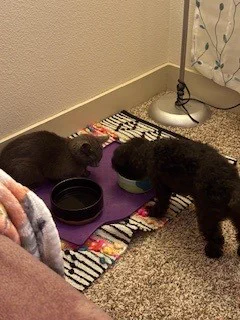 Two cats eating.