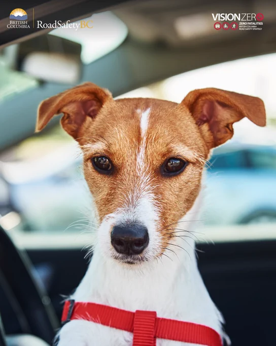 A dog in a car.