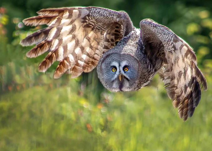 An owl in flight, looking towards the camera.