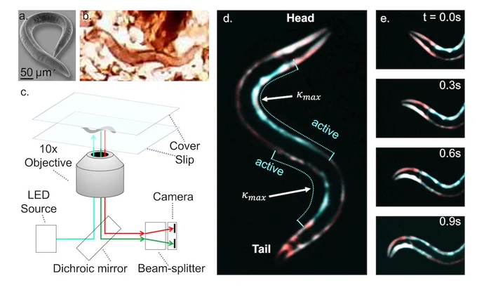 On the top left is a scanning electron microscopy image of a worm with a 50 micron scale bar in the bottom corner. Next to it is a photograph of a worm in a slice of fruit. Below is a schematic of the imaging system for ratiometric calcium imaging. Worms are shown swimming between two coverslips and illuminated in epifluorescent mode with a multi-color LED source, shown as an aquamarine line that travels through a 10X objective lens. The output green and red channels are split with a beam splitter and sent to two halves of a single camera sensor. On the far right are five false color images of C. elegans showing calcium-sensitive GCaMP3 fluorescence signals in cyan and the calcium-insensitive RFP reference in red. The largest image on the left labels the head and tail, two points of Kmax, and active regions along its side that are colored cyan. On the right are four images showing a time series from t=0 to 0.9 seconds of increasing calcium signal as a head bend is initiated.