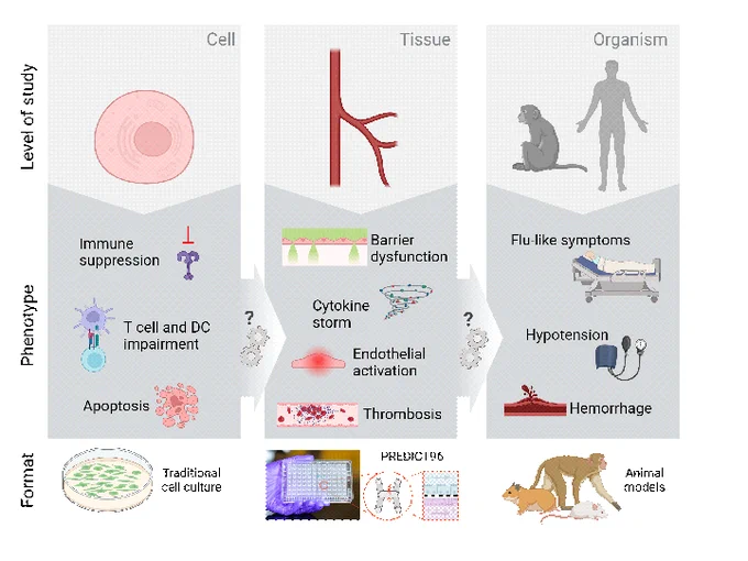 Draper’s SCIFI project (center panel) will provide an important test bed for modeling the complex immune/vascular interaction in a relevant endothelial cell environment during filovirus infection. SCIFI will focus on modeling infection and pathology in select immune cells and within the blood vessels.