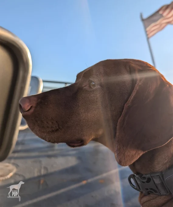 Vizsla dog Yonder standing in left profile on the deck of a ferry with a U.S. flag flying from a pole at right. 