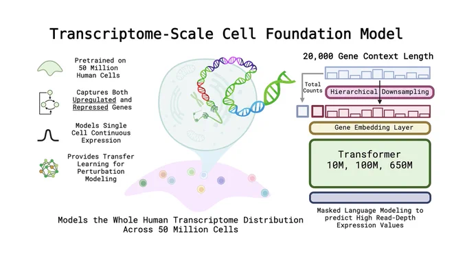 A digital infographic titled “Transcriptome-Scale Cell Foundation Model” visually explains the architecture and capabilities of AIDO.Cell-100M. On the left, four icons highlight model capabilities: pretraining on 50 million human cells, capturing both upregulated and repressed gene expression, modeling continuous single-cell expression, and enabling transfer learning for perturbation modeling. In the center, a magnified cell shows colorful DNA strands and intracellular components above a pastel tissue background, symbolizing the model's transcriptome-level understanding. On the right, a flowchart represents the data pipeline: gene context length of 20,000, hierarchical downsampling, gene embedding layer, and transformer models (10M, 100M, 650M parameters). The final box notes masked language modeling to predict high read-depth expression values. The bottom states: “Models the Whole Human Transcriptome Distribution Across 50 Million Cells.” AIDO.Cell-100M by GenBio AI.