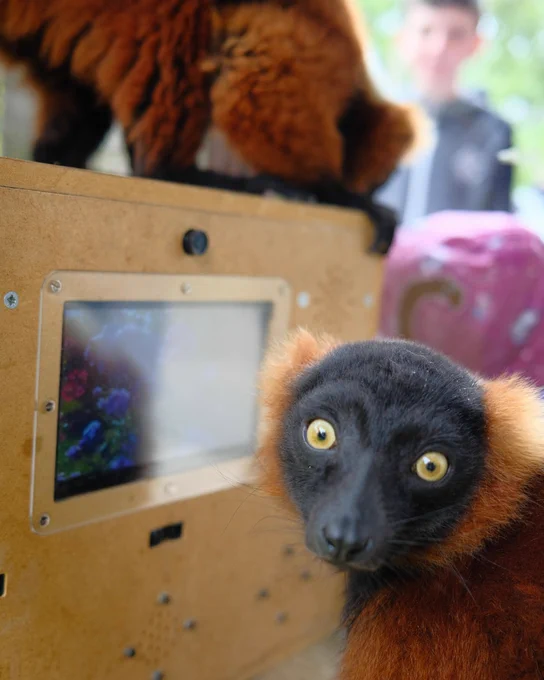 Red-ruffed lemurs at Blair Drummond Safari Park interact with the SensorySafari system