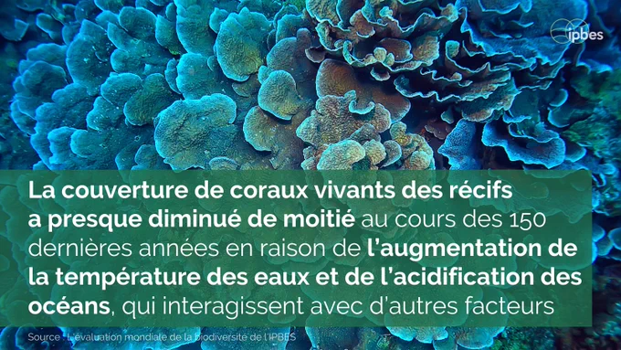 Image montrant un gros plan de coraux vivants en couleurs vives, principalement dans des tons bleu turquoise. Le corail présente une structure ondulée et texturée caractéristique. Un texte en français est superposé sur un bandeau vert semi-transparent indiquant : "La couverture de coraux vivants des récifs a presque diminué de moitié au cours des 150 dernières années en raison de l'augmentation de la température des eaux et de l'acidification des océans, qui interagissent avec d'autres facteurs." L'image porte le logo IPBES dans le coin supérieur droit et cite comme source "L'évaluation mondiale de la biodiversité de l'IPBES" en bas. La photographie met en valeur les détails complexes et la beauté naturelle du corail, tout en communiquant des informations factuelles sur leur déclin.


