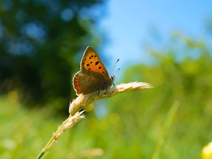 Small Copper butterfly perched on grass with blue sky and greenery in the background