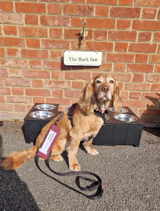 Golden cocker spaniel, Bella, sitting outside in the sunshine in front of a raised bed of water bowls for dogs. There is a tap above the bowl with a sign hanging from it that reads "The Bark Inn".