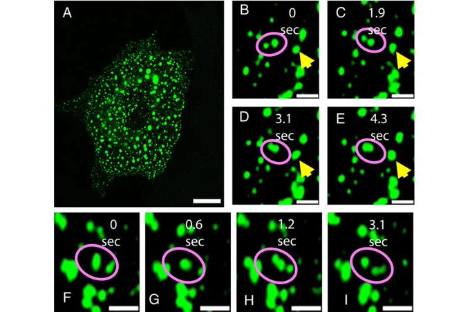 Credit: Proceedings of the National Academy of Sciences (2025). DOI: 10.1073/pnas.2418624122
