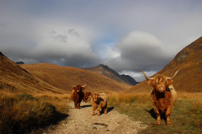 Three Highland cows (two adults and one baby) in Glen Rosa. It is a cloudy day but the sun is shining over the scene. There are mountains in the background. 
