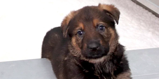 A German shepherd puppy tilts its head to the side.