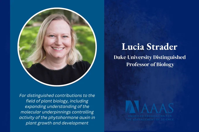 Lucia Strader was awarded a fellowship from AAAS for her contributions to the field of plant biology, including expanding understanding of the molecular underpinnings controlling activity of the phytohormone auxin in plant growth and development.