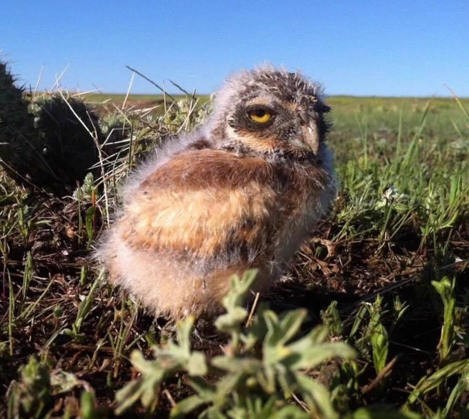 A young burrowing owl sporting an expression that’s proving it’s a real “hoot” at dawn.