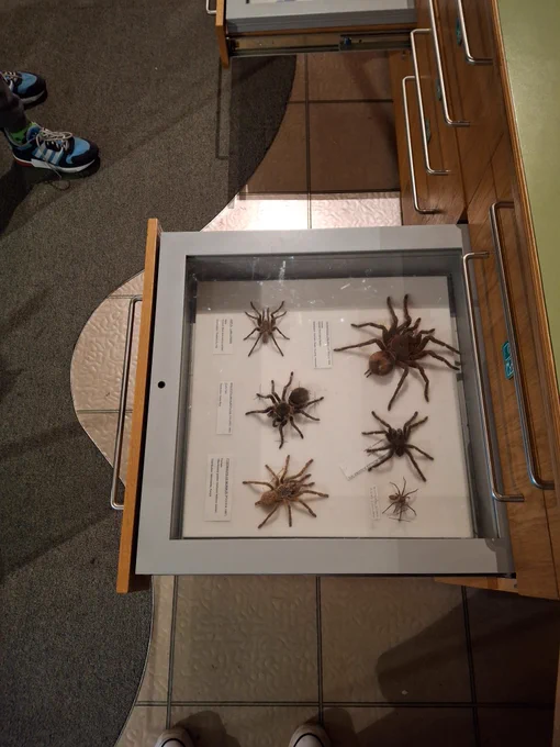 A case with some life size spiders inside.