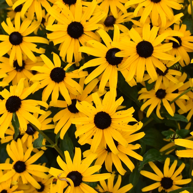 rudbeckia 'goldblitz'