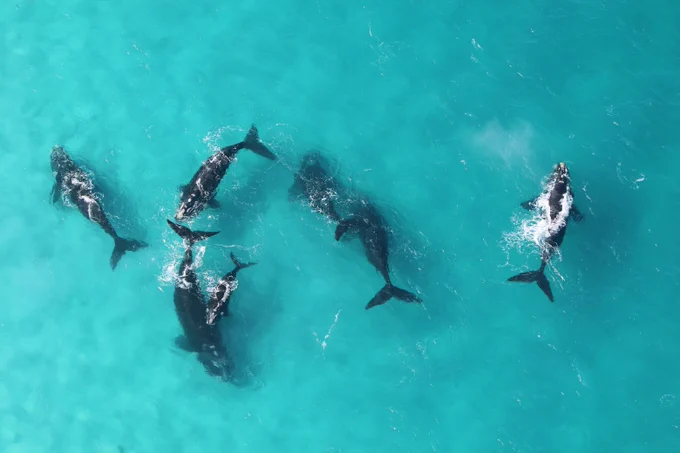 Southern right whale cow-calf pairs off the Western Australian coast. Credit: Joshua Smith