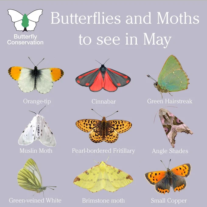 Butterfly Conservation's Butterflies and Moths to see in May: Orange-tip, Cinnabar, Green Hairstreak, Muslin Moth, Pearl-bordered Fritillary, Angle Shades, Green-veined White, Brimstone Moth, Small Copper