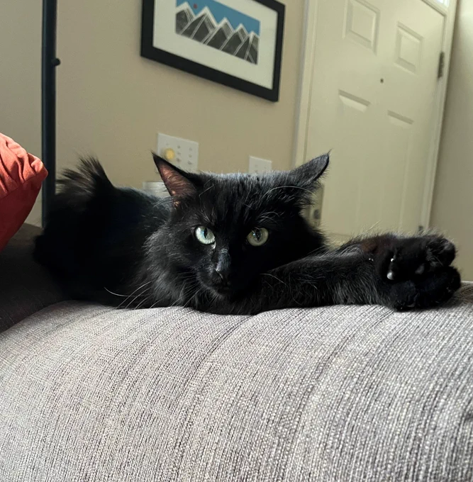 Black cat sitting on a gray couch.
