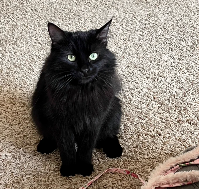 Black cat sitting on carpet.