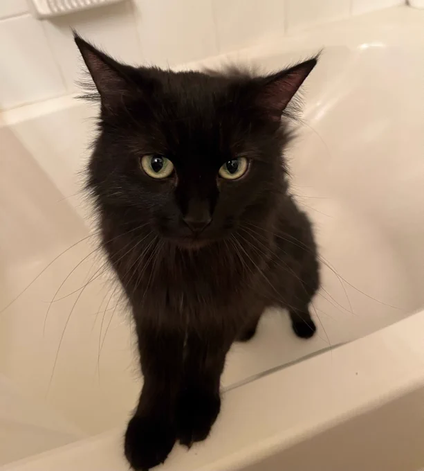 Black cat sitting in a bathtub.