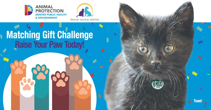 Black kitten with text that reads:
Matching Gift Challenge Raise Your Paw Today!