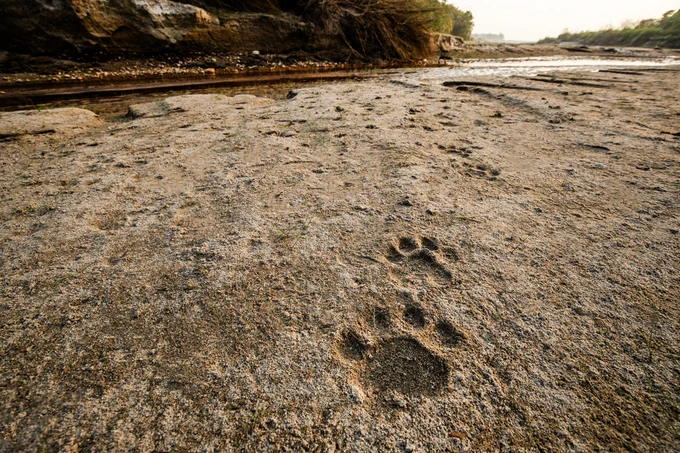 Tiger pug marks, Nepal.  Photo: Paul Hilton / Earth Tree Images  for Global Conservation 