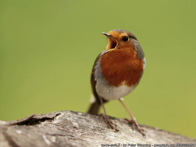 Robin singing with open beak