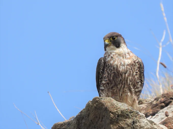 Peregrine falcon