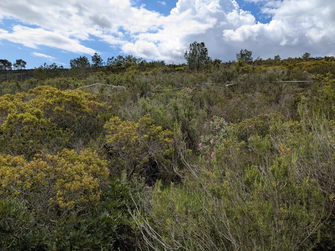 Parcela de 100m² quemada en 1985 y 1995 sin presencia de Pinus halepensis