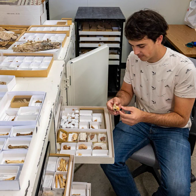 a person sits in front of a large cabinet pulling out shallow drawers full of small boxes of fossils
