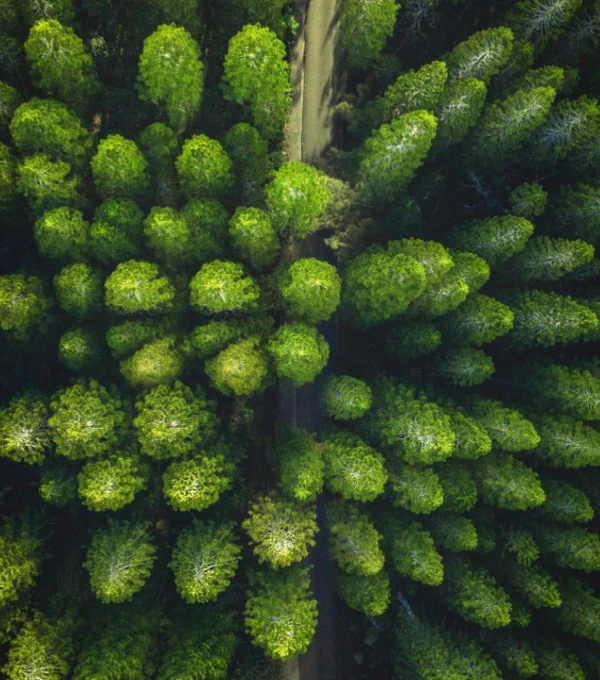 Breathtaking drone shot of a vibrant green forest with a winding path.
