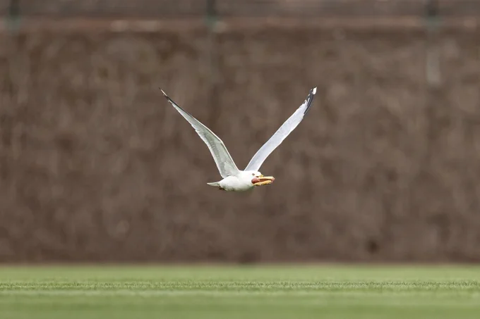 A ring-billed gull flies across the field at Wrigley Field with a hot dog stuffed in its beak. (Getty Images)