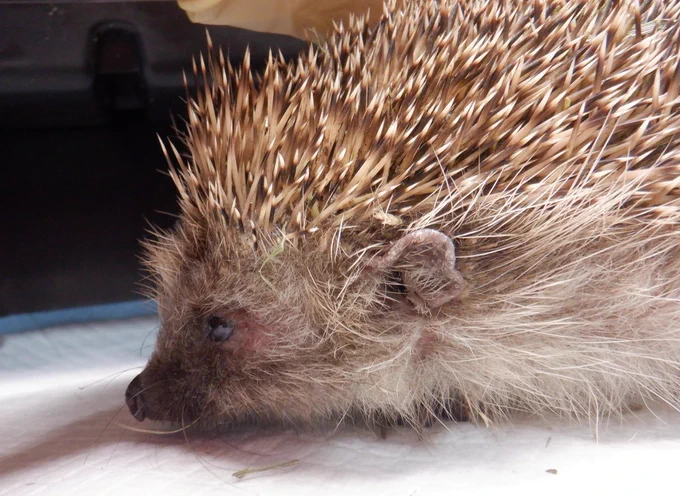 Palmer, a patient at Hedgehog Cabin, a multi award winning hedgehog hospital.