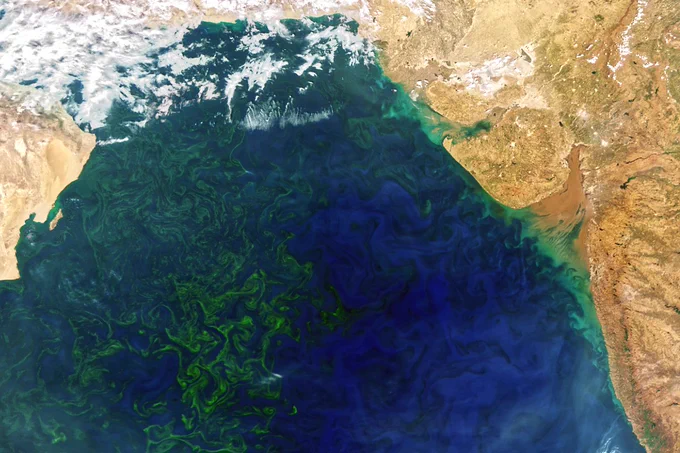 A satellite image of the Arabian Sea can be seen with swirls of green phytoplankton throughout the ocean mixing with the blue water.