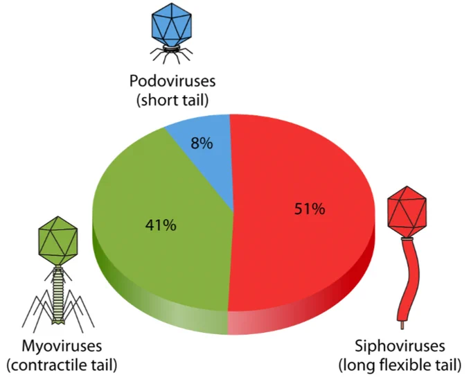 Distribution of major phage morphotypes in the human gut: siphoviruses (51%), myoviruses (41%), and podoviruses (8%). These represent the predominant viral types in healthy gut samples.