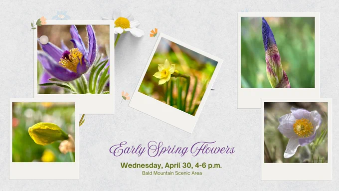 Early Spring Wildflower Hike. Wednesday, April 30 from 4–6 p.m. at Bald Mountain Scenic Area, Boulder.