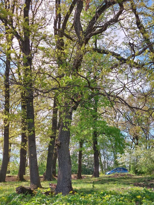 Photo of a forest and my blue Citroën C4 Picasso in the background, parked.