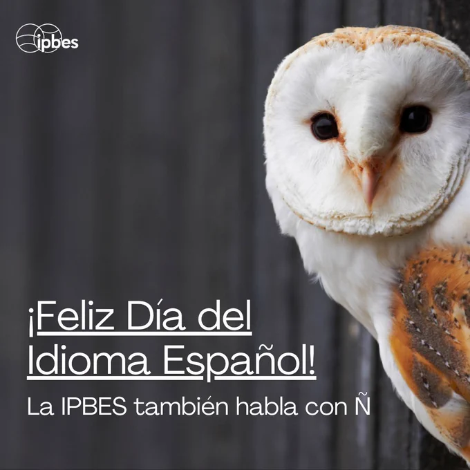 En español:
Primer plano del rostro de una lechuza común (Tyto alba) con su característico disco facial blanco y ojos oscuros, sobre un fondo gris oscuro. La imagen muestra el plumaje blanco distintivo del ave y parte de su ala con tonos anaranjados. En la parte inferior aparece el texto "¡Feliz Día del Idioma Español!" y "La IPBES también habla con Ñ". El logotipo de IPBES aparece en la esquina superior izquierda.

In English:
Close-up portrait of a Barn Owl (Tyto alba) showing its characteristic white heart-shaped facial disc and dark eyes against a dark grey background. The image displays the bird's distinctive white plumage and part of its wing with orange tones. The text reads "Happy Spanish Language Day!" and "IPBES also speaks with Ñ". The IPBES logo appears in the top left corner.