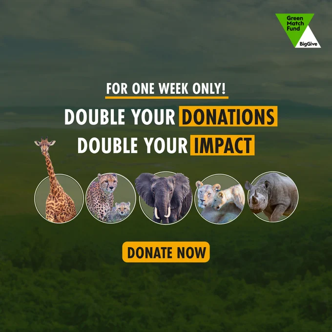Promotional graphic for the Green Match Fund and BigGive, featuring images of a giraffe, leopard, elephant, tiger, and rhinoceros on a green nature background. Text reads: "For one week only! Double your donations, double your impact. Donate now."
