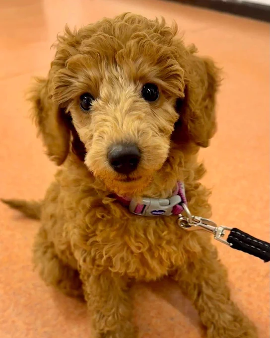 Golden miniature poodle puppy, Nina, sitting indoors at puppy class and looking towards the camera with her head slightly tilted.