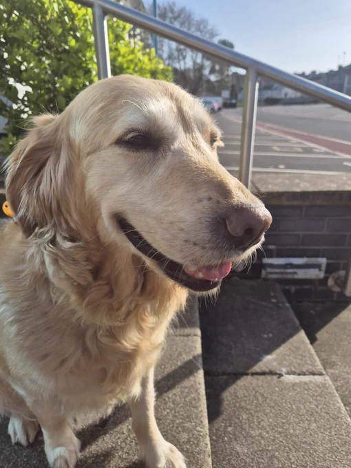 A picture of Steve's Guide Dog, Jennie