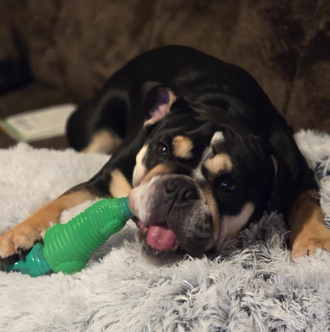 Multi-colored dog chewing on a toy.