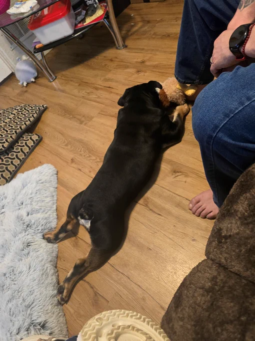 Multi-colored dog laying on a wood floor.