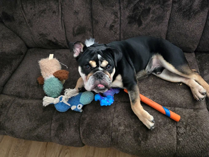 Multi-colored dog laying on a couch with a bunch of toys.