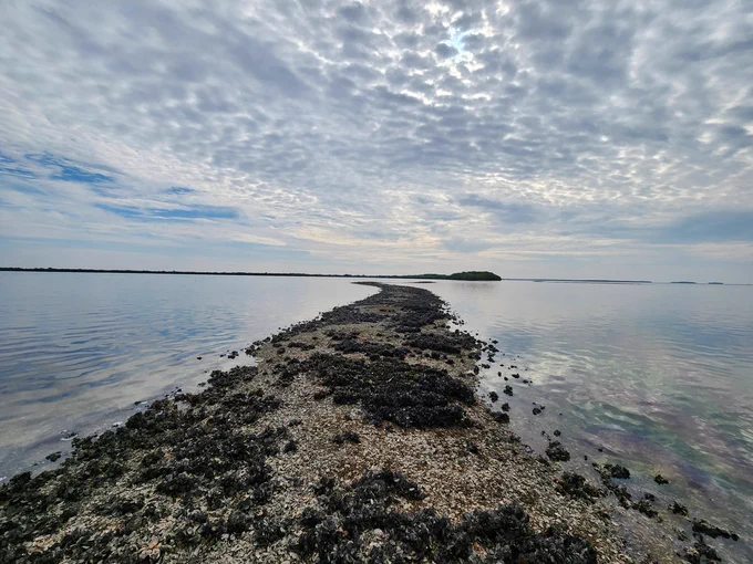 A landscape of an oyster bed. 